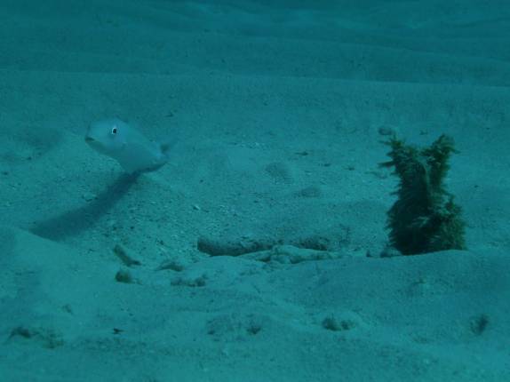 Peixe se esconde na areia em mergulho no Gay's Reef, em Little Cayman, nas Ilhas Caiman